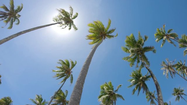 SLOW MOTION, BOTTOM UP: Tall palm trees tower high up in the clear blue sky on a sunny day on paradise island. Bright sunbeams shine through the fluttering canopy of a big palm on the tropical beach.