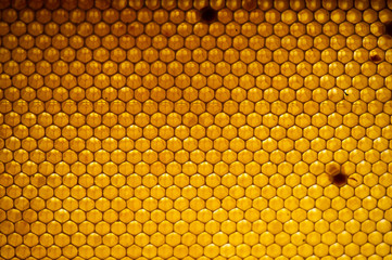 Honey comb. fragment of honeycomb, Abstract background.