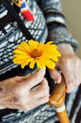an elderly woman holding a yellow flower and a wooden cane on a summer day on the porch