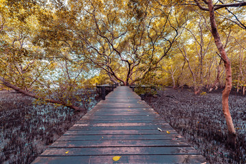 Fototapeta na wymiar Mangroves inTung Prong Thong or Golden Mangrove Field at Estuary Pra Sae, Rayong, Thailand