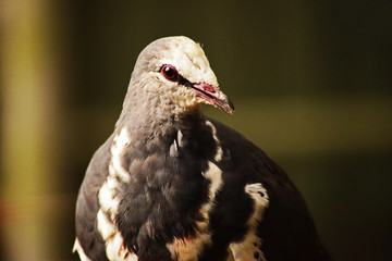 Pigeon closeup
