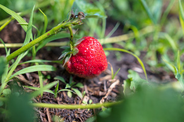Red ripe strawberry in the garden