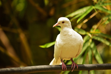 White dove