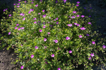 Geranium sanguineum in full bloom in late May