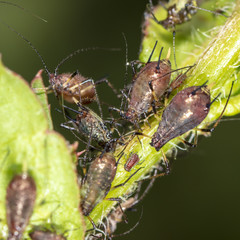 Aphids on a plant in nature
