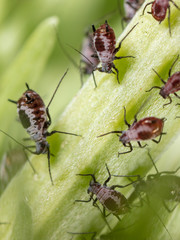 Aphids on a plant in nature