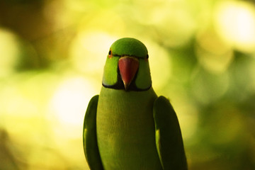 Green parrot with bokeh background © Sandy