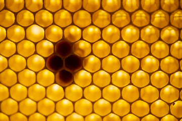 Honey comb. fragment of honeycomb, Abstract background.