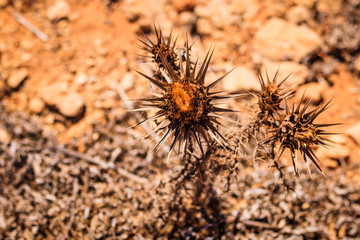 Protected in wilderness 