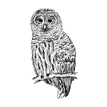 Owl sketch. Hand drawn vector illustration.
