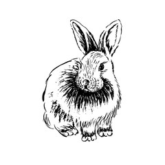 Rabbit sketch. Hand drawn vector illustration.