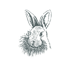 Rabbit sketch. Hand drawn vector illustration.