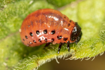 Red colorado beetle on the leaves of potatoes