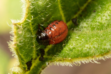 Red colorado beetle on the leaves of potatoes