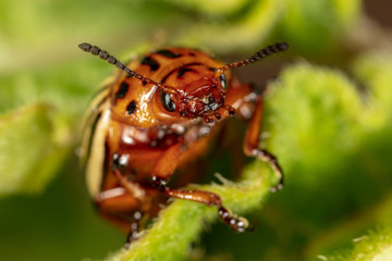 Red colorado beetle on the leaves of potatoes