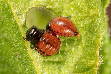Red colorado beetle on the leaves of potatoes