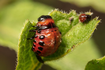 Red colorado beetle on the leaves of potatoes