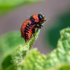 Red colorado beetle on the leaves of potatoes