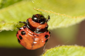 Red colorado beetle on the leaves of potatoes