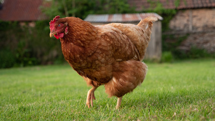 Curious chicken in a free world Farm landscape