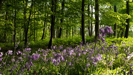 Bluebell carpet under forest in the Cotswolds England