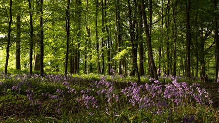 Bluebell carpet under forest in the Cotswolds England