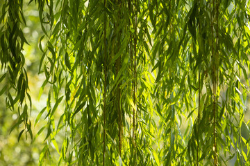 Branches of white willow (Salix alba) falling down. Detail white willow. Branches of a white...