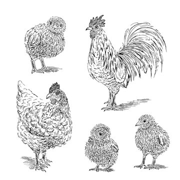 Chicken, cock, chick sketch. Set hand drawn vector illustration.