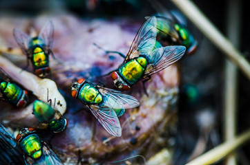 Schmeissfliege, Goldfliege