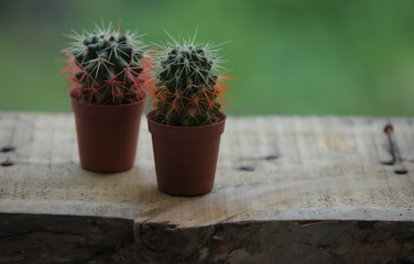 Two little cactuses. Summer background.