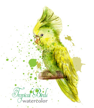 Tropic yellow parrot bird watercolor Vector. Paint splash colorful backgrounds