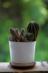 Cactus. Summer background.