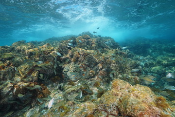 Fototapeta na wymiar Rock below sea surface with a shoal of fish in the Mediterranean sea, La Isleta del Moro, Cabo de Gata-Níjar natural park, Almeria, Andalusia, Spain