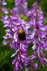 Green shiny beetle on pink flowers.