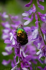 Green shiny beetle on pink flowers.