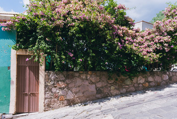 Fototapeta premium Brown metal door with pink flower bush