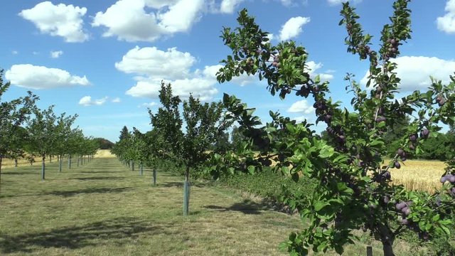Plum Prunus domestica, variety Jojo, tree orchard homegrown, fruits ripen, blue sky with clouds and wind in branches and leaves garden, beautiful landscape Hana, fruits are for traditional slivovitz
