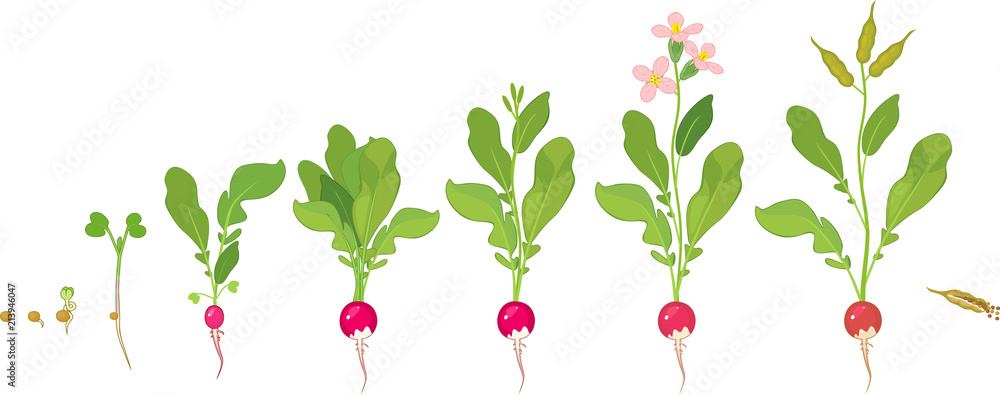 Sticker radish life cycle. consecutive stages of growth from seed to flowering and fruit-bearing plant - Stickers
