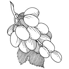 Grape healthy food in a vector style isolated. Full name of the fruit: grape. Vector wild fruit for background, texture, wrapper pattern or menu.