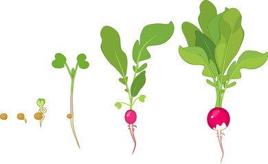 Stages of radish growth from seed and sprout to harvest