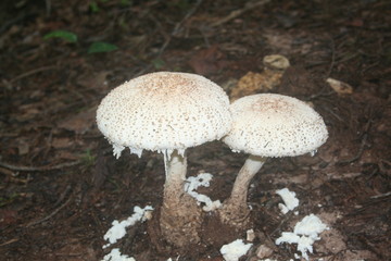 Mushrooms white
