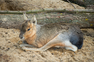 Patagonian Mara lying on a sandy ground.