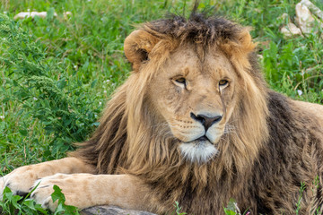 A male lion with magnificent mane is lying on a green meadow.