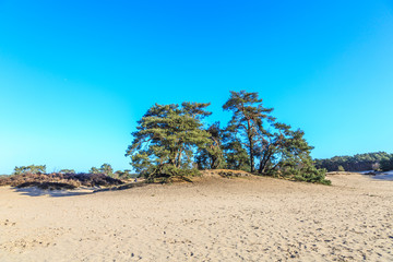 Alive and moving drifting sand dunes of Soesterduinen area in Netherlands with solitaire conifers, Pinus sylvestris, standing on bare tree roots because sand between tree roots is blown away