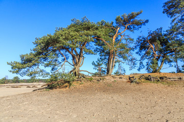Alive and moving drifting sand dunes of Soesterduinen area in Netherlands with solitaire conifers, Pinus sylvestris, standing on bare tree roots because sand between tree roots is blown away