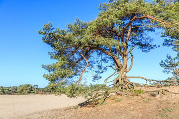 Alive and moving drifting sand dunes of Soesterduinen area in Netherlands with solitaire conifers,...