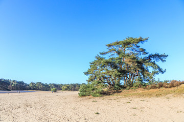 Alive and moving drifting sand dunes of Soesterduinen area in Netherlands with solitaire conifers, Pinus sylvestris, standing on bare tree roots because sand between tree roots is blown away