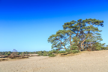 Fototapeta na wymiar Alive and moving drifting sand dunes of Soesterduinen area in Netherlands with solitaire conifers, Pinus sylvestris, standing on bare tree roots because sand between tree roots is blown away