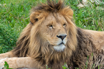 Fototapeta na wymiar A male lion with magnificent mane is lying on a green meadow.