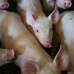 Domestic pigs. Pigs on a farm in the village